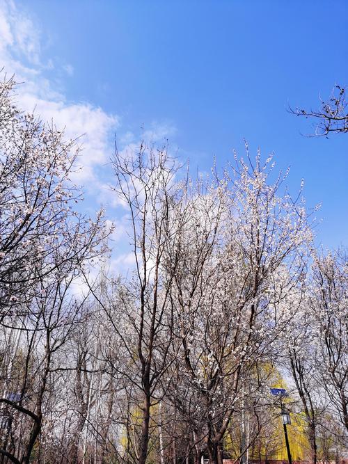 青海海东迎春意 杏花绽放景如画