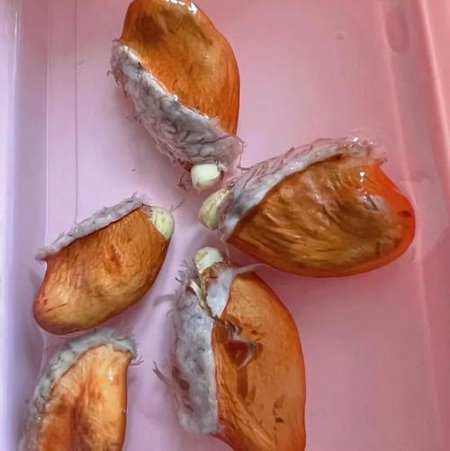 原来这5种水果的核也可以吃，大部分人直接丢掉了，太浪费！