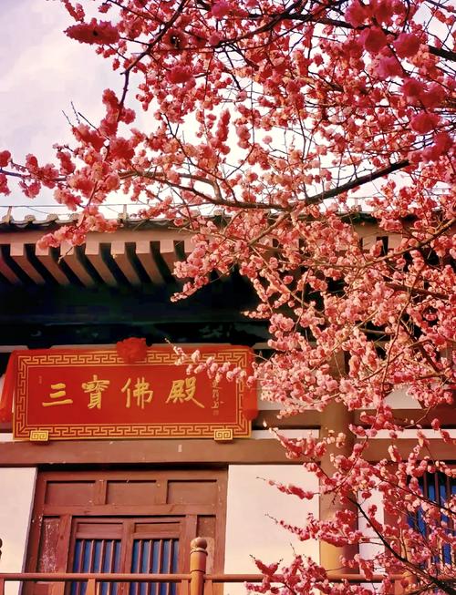 西安青龙寺紧急寻人！