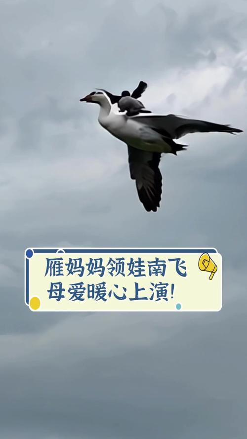 女子救大雁，谁料大雁“呼朋唤友”带百只大雁前来长住