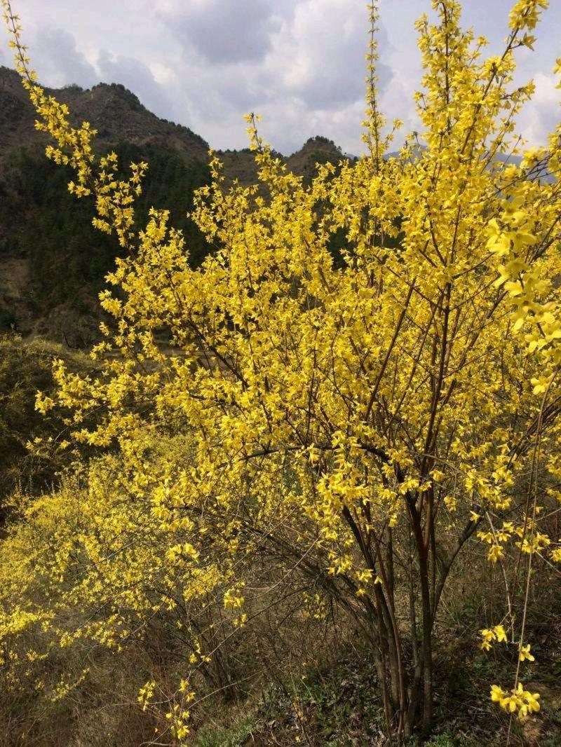 果然视频·好景山东|济南九如山连翘花开成海，漫山金黄惹人醉！