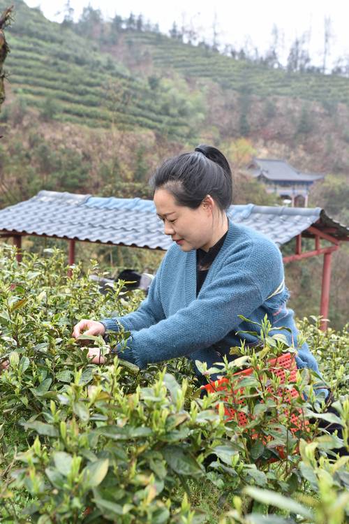 近20天抢采鲜茶6万斤 160余名洛阳采茶工“安营扎寨”通山茶园