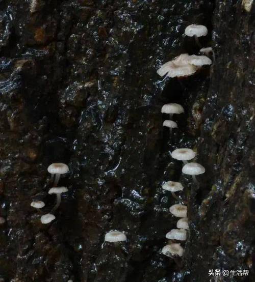 济南发现大型真菌新物种小孢突孔菌