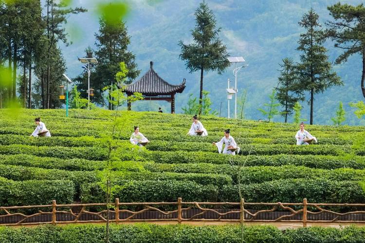 走进镇巴 体验好山好水出好茶的探秘之旅