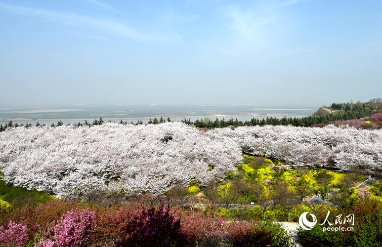兰州马子禄把黄河味道种进樱花之国
