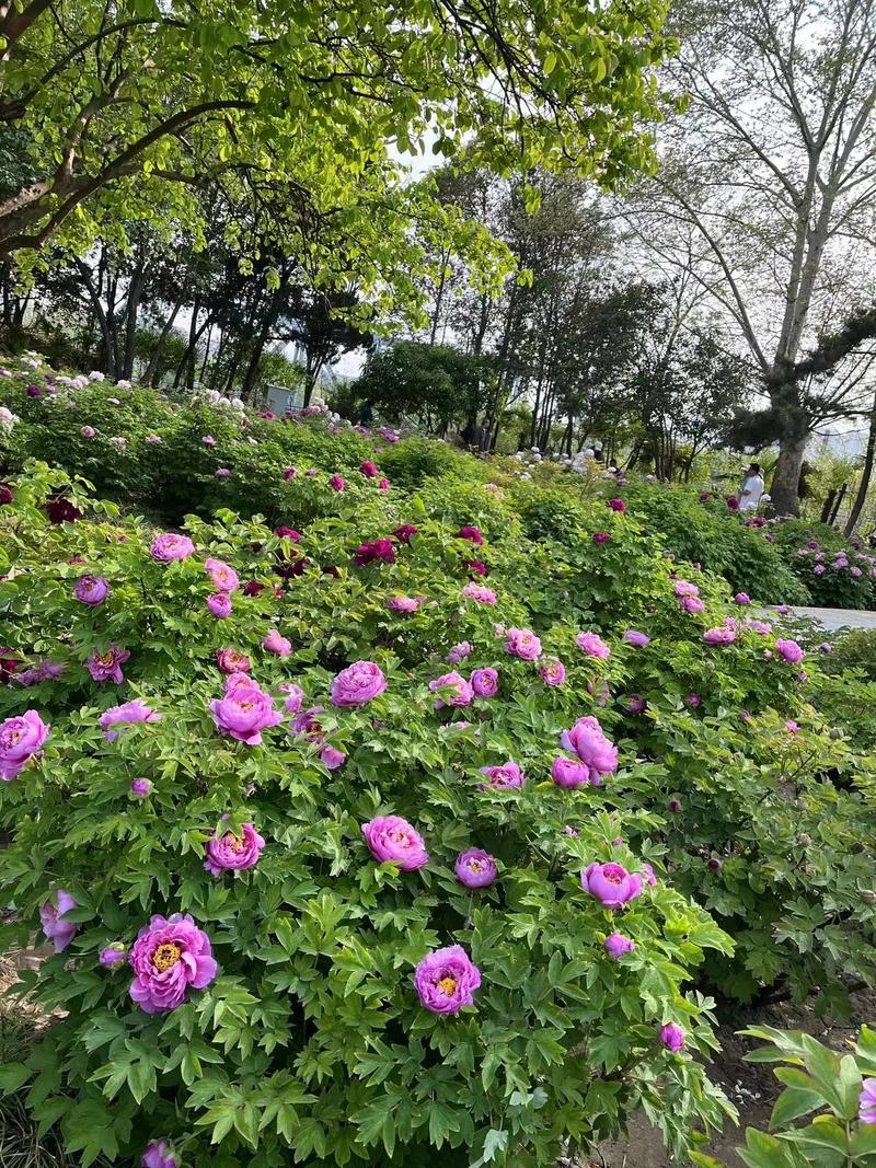 水上公园牡丹花开“醉津城”赏国色天香 朵朵惊艳