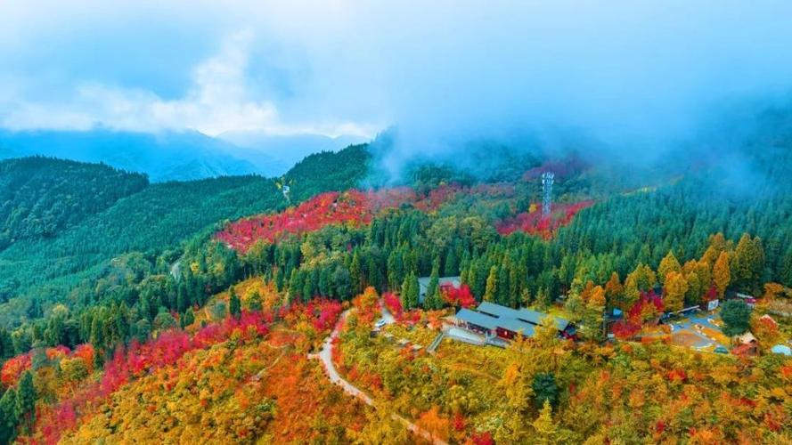 川西红枫林今天正式开园，现在这个温度看红叶露营最合适