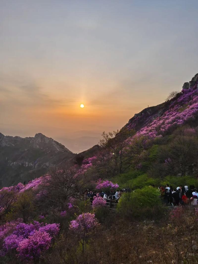 大黑山杜鹃花海季停车攻略，请收好~