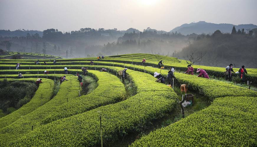 沪郊茶园迎来春茶采摘季