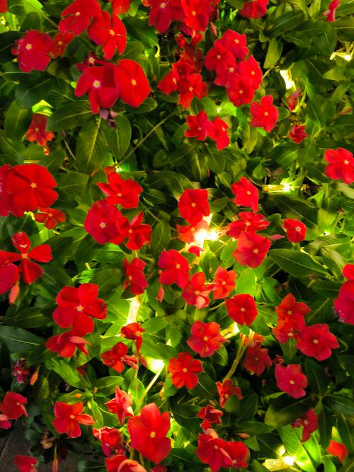长春花开正当时#长春 花开