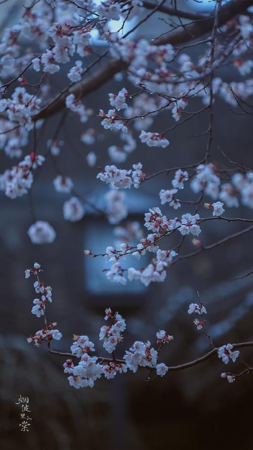 “山东邂逅美”摄影大赛｜小楼一夜听春雨 今朝深巷一树花