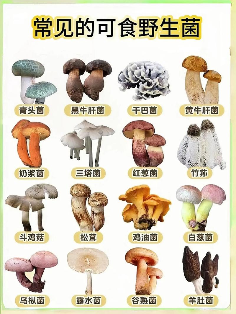 菌菇种类那么多，为啥推荐你多吃这种的呢？