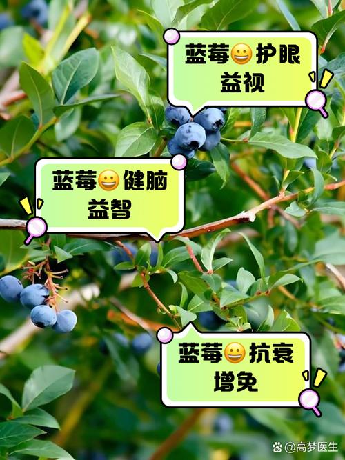 蓝莓是补脑的良药！再次提醒：60岁后，增强记忆力牢记“4个要”
