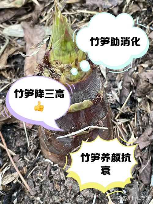 出国吃笋秒变 灾难现场”中国凭啥能把笋吃出十八般花样？