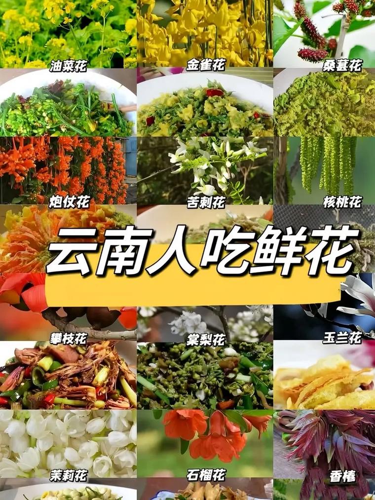 云南人把春天“吃进嘴里”这些花能鲜掉眉毛，这些碰都别碰！